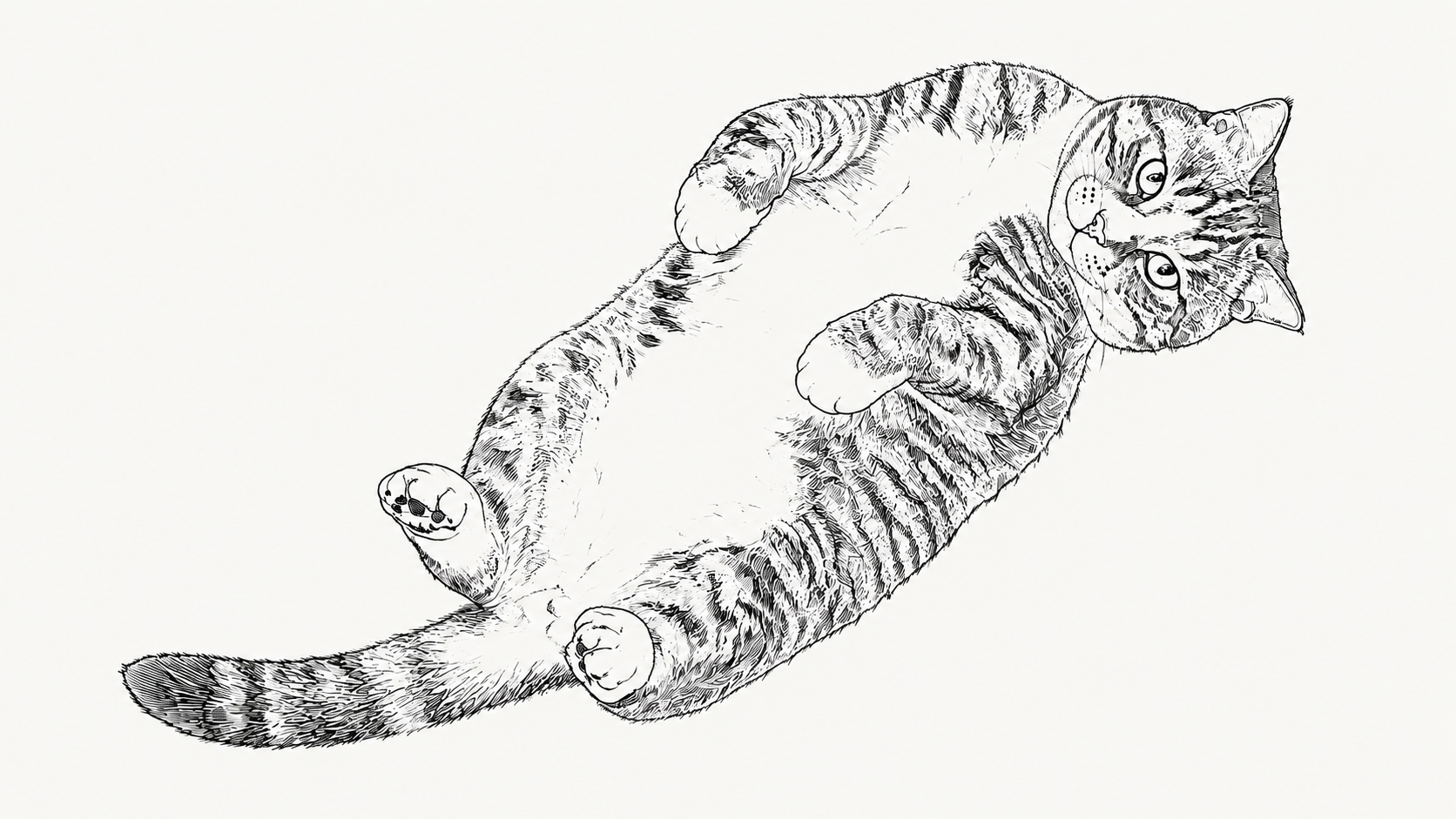 A full-body line drawing based on a photograph of Camus lying on his back, with his white belly and tabby markings