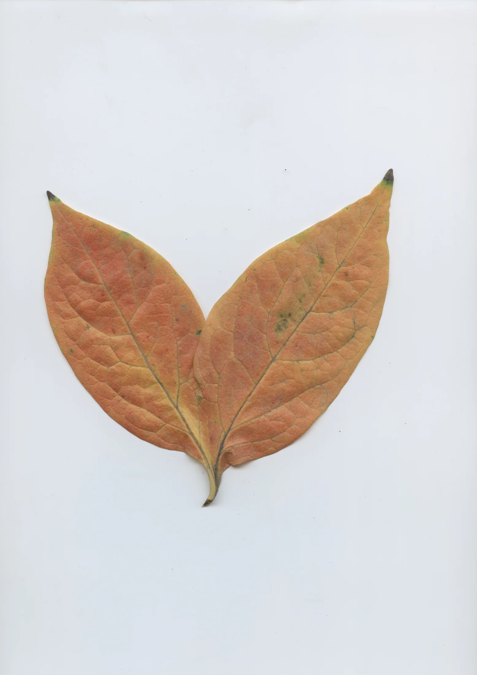 cAn yOu hEAr mE, 2020 — documentation image 07