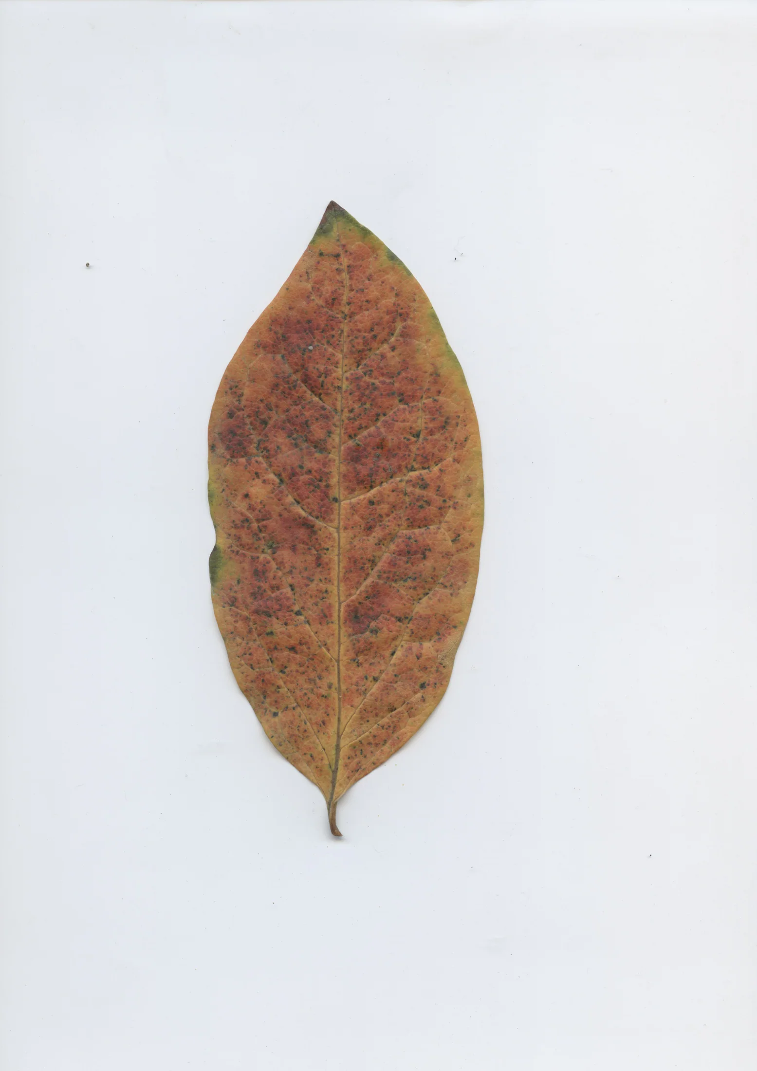 cAn yOu hEAr mE, 2020 — documentation image 22