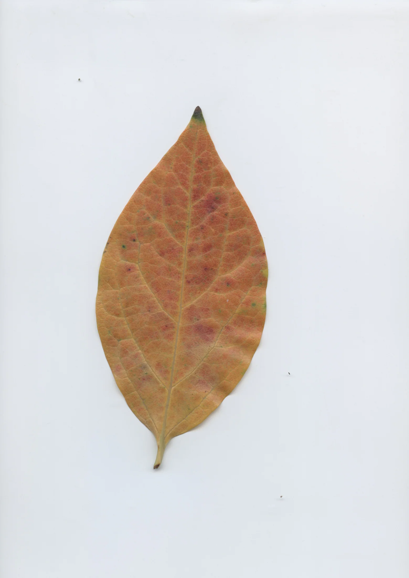 cAn yOu hEAr mE, 2020 — documentation image 38